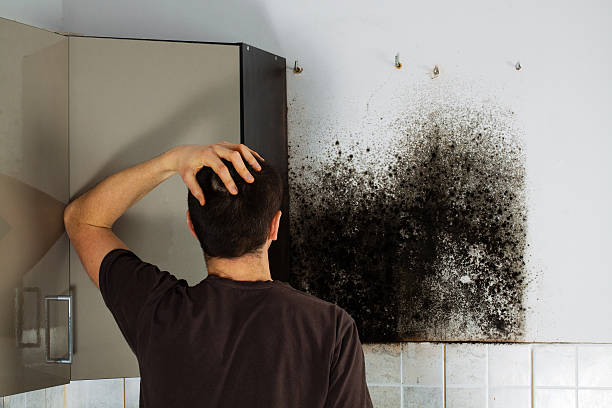 Trusted Plainfield Village, CT Mold Removal Experts